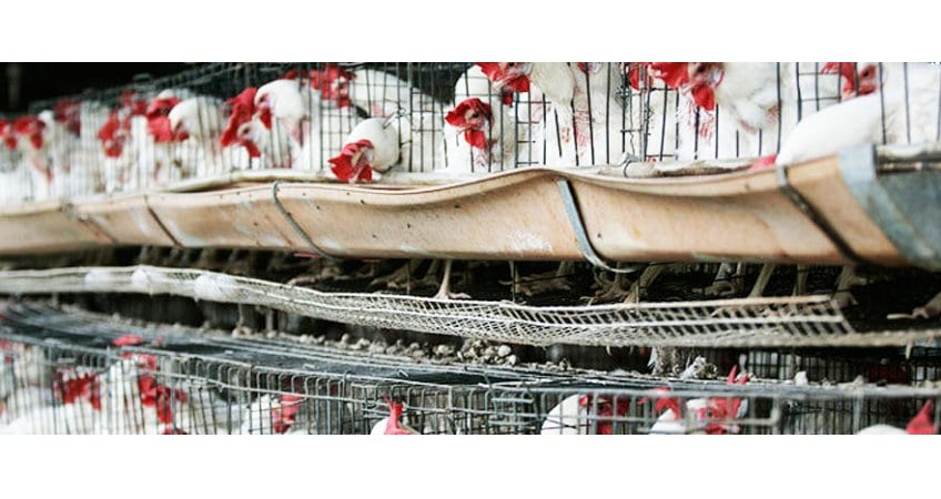 AP Govt ₹575 cr poultry investment