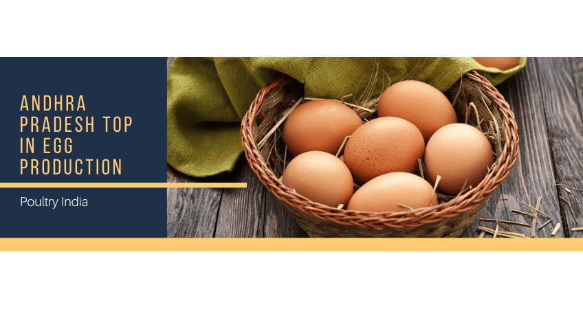 AP top in egg production