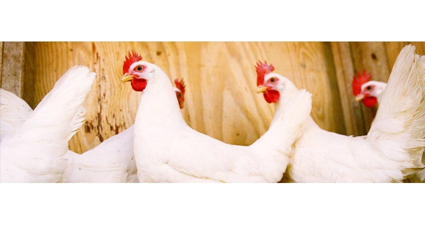Chicken prices on the rise — ASSOCHAM