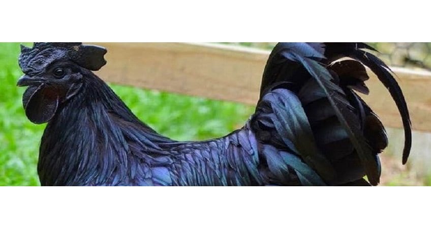 Black Kadak Chicken Andhra Pradesh