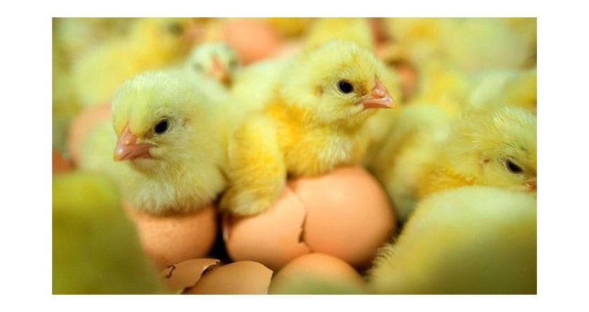 Canthaxanthin — Profitability & Egg Quality