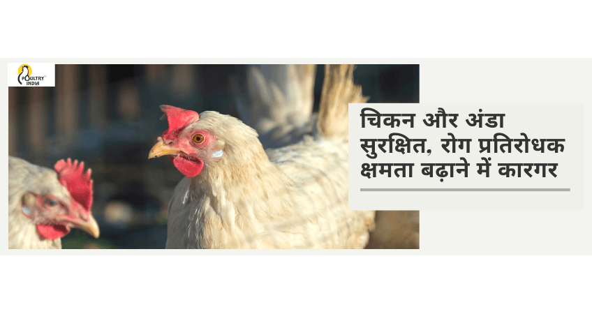 Chicken and Eggs are Safe — Boost Immunity