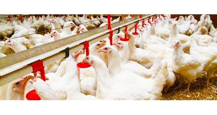 Cold water keeps poultry comfortable