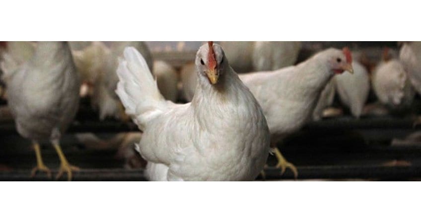 Law Commission Free-Range Rules