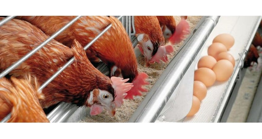 Drop in temperature not to affect poultry