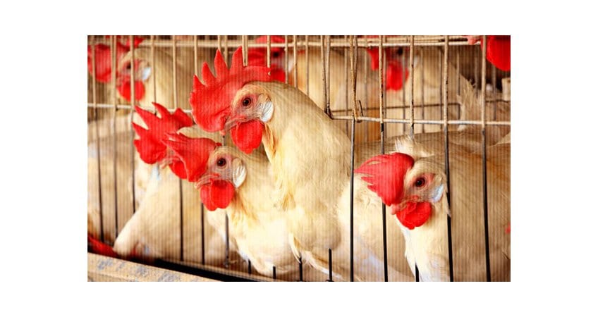 India Poultry Feed Market Forecast 2020