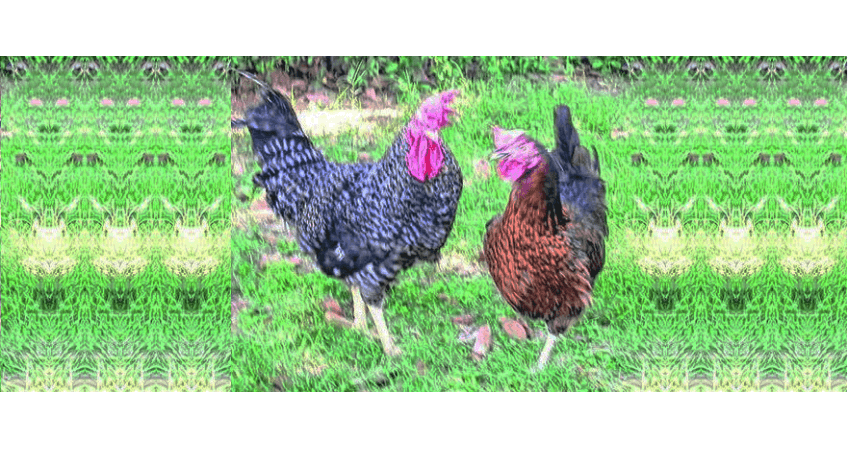 BAU Unveils Jharsim Breed