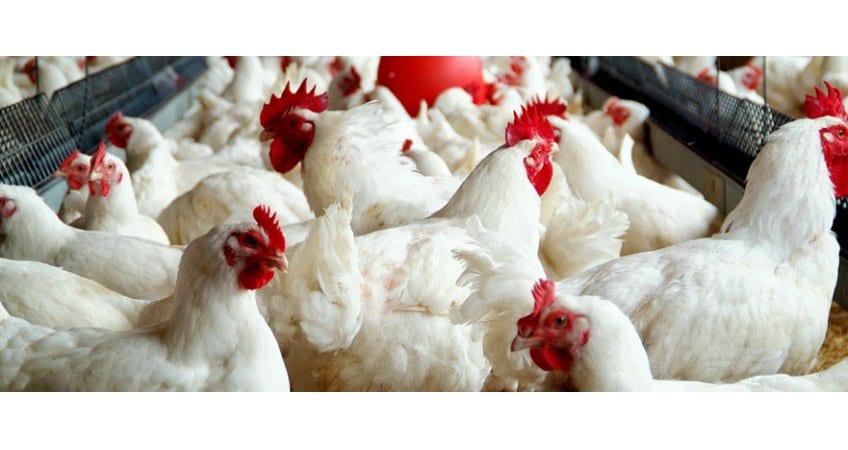 Hong Kong Opens Poultry Market