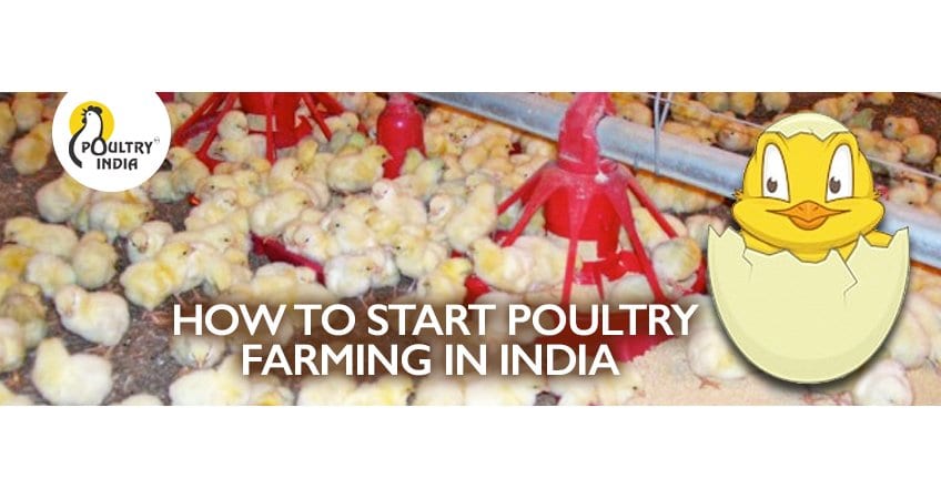 How to Start Poultry Farming India