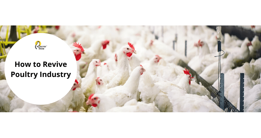 How to revive poultry industry — Haryana