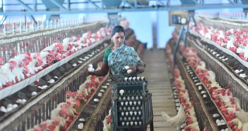 India's Poultry Exports New Record