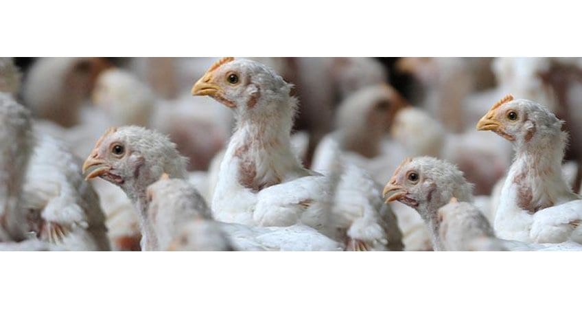Kerala self-sufficient in poultry meat