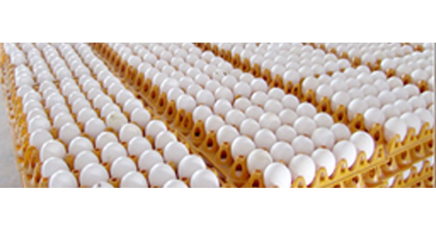 Egg Exports to Qatar