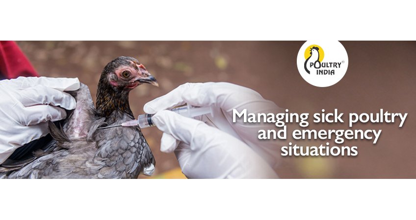 Managing Sick Poultry