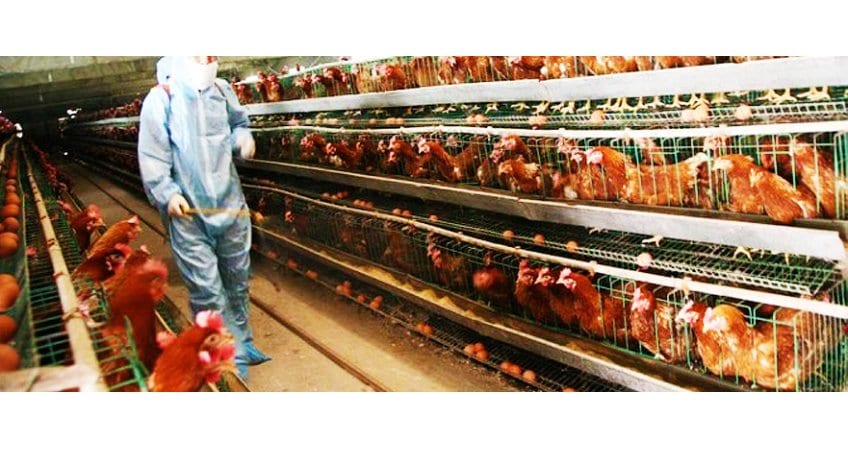 J&K Minister appeals to poultry industry