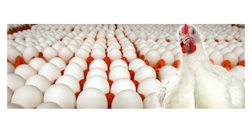 Odisha Egg Production Policy