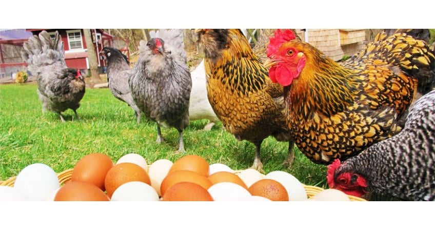 Odisha Poultry Policy