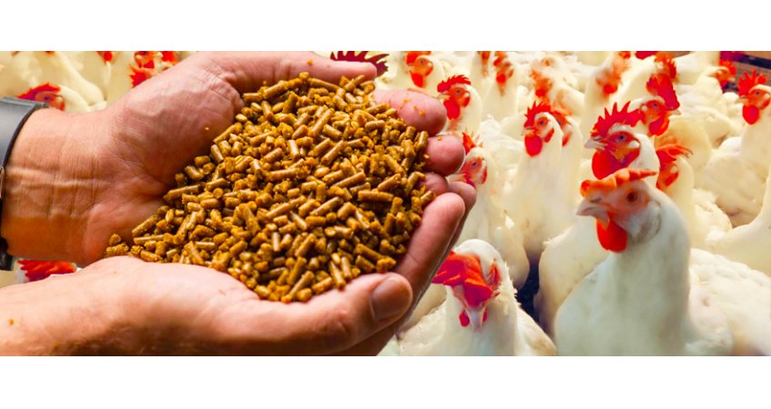 Organic Poultry Feed Launched