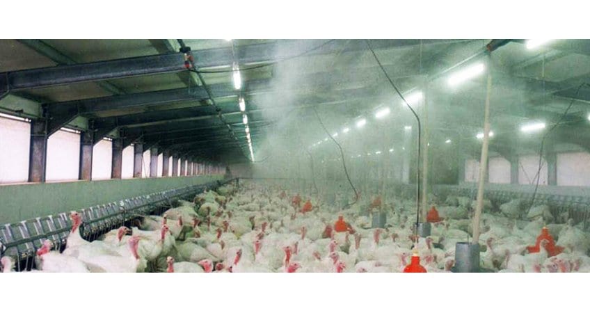 Poultry Hit by Heat Wave — Karimnagar
