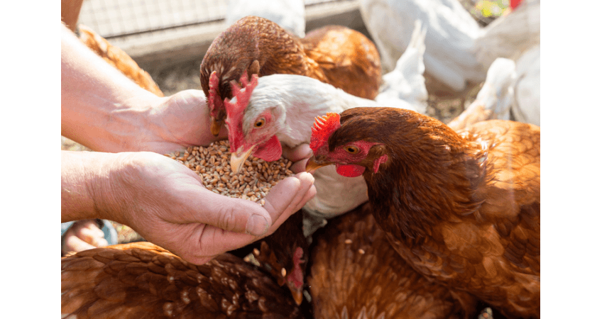 Poultry Farmers Flocking to AI