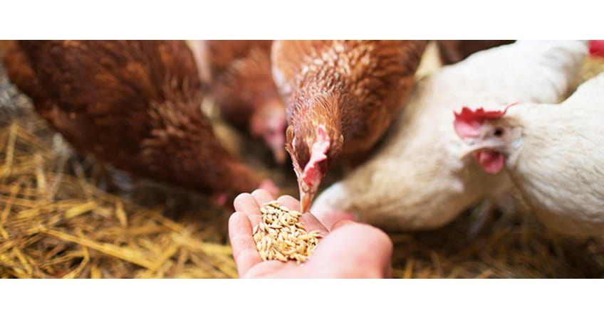 Control feed wastage Chennai