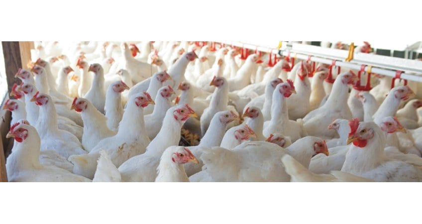 Meghalaya Poultry Boom