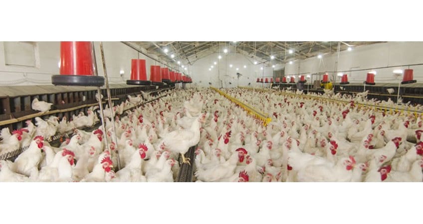 SKUAST-K Profitable Backyard Poultry