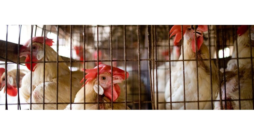 Small Egg Farmers Win Big — IPPP