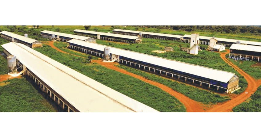 CPDO–KVASU steps to boost poultry business