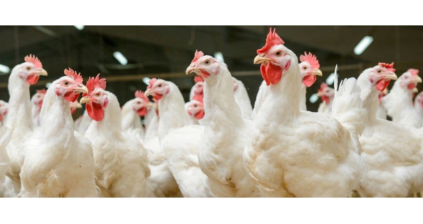 Temperature to Favour Poultry — Chennai Advisory
