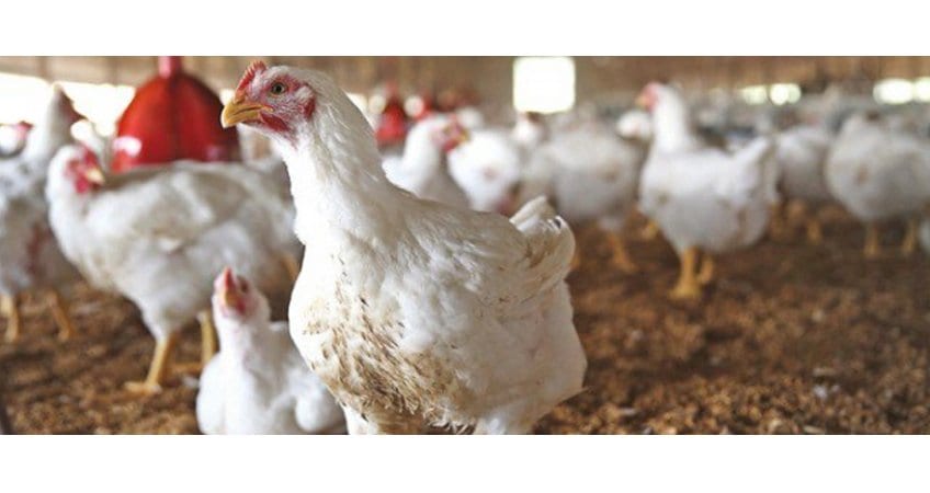 Weather condition to favour poultry