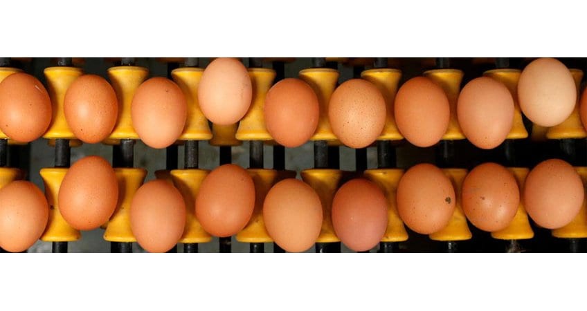 GM Cancer-Fighting Eggs