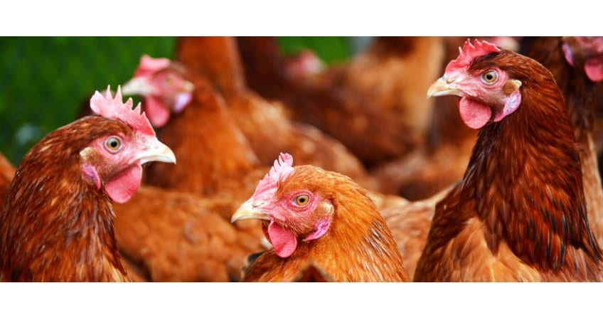 Maharashtra Poultry Blocks — 14 Districts