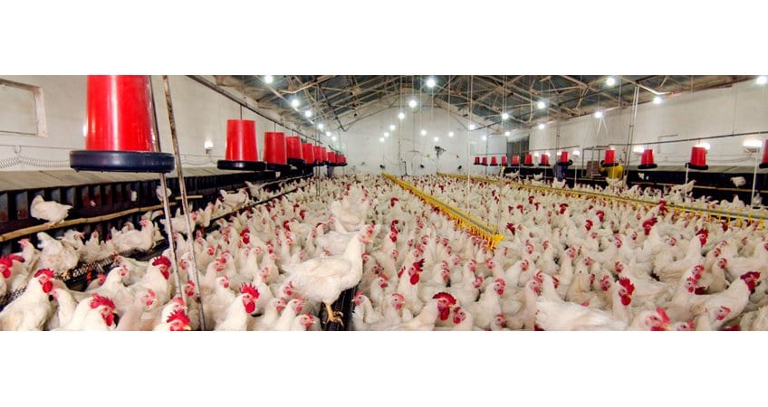 India leading in poultry development