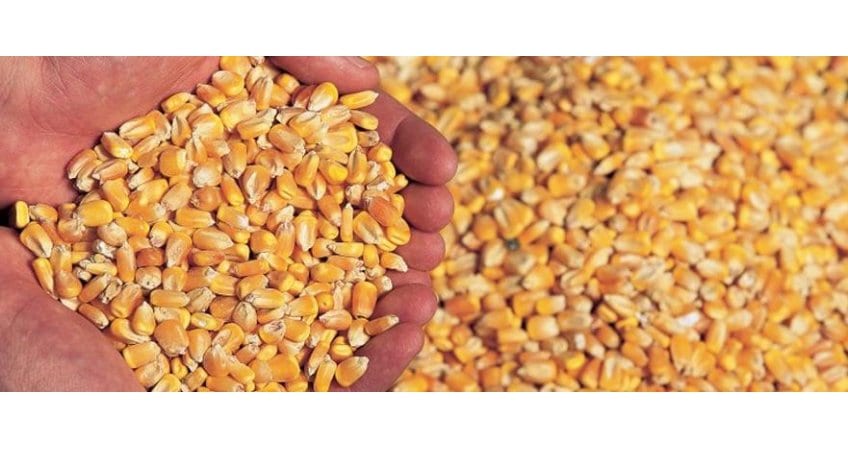 Mycotoxin Feed Advisory