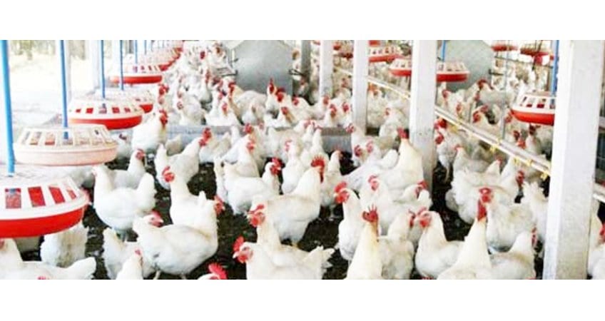 Extra care of poultry in summer
