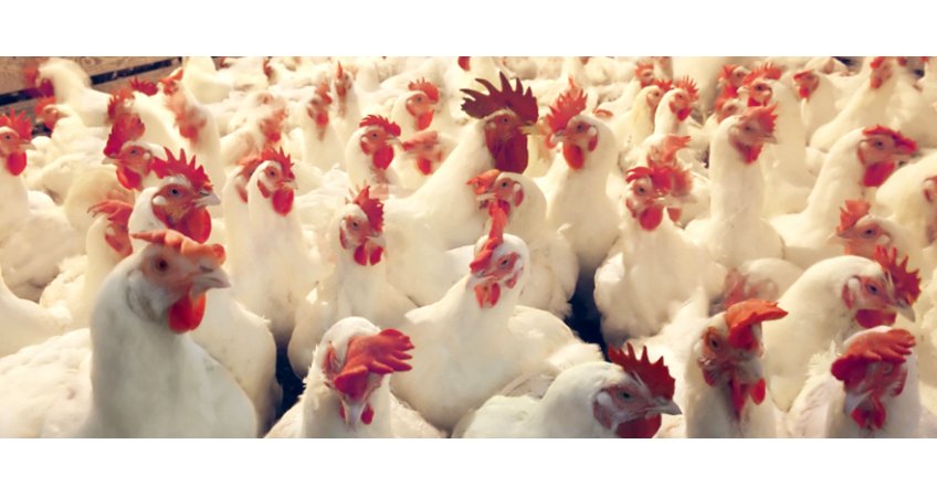 10th Poultry India Expo — GST