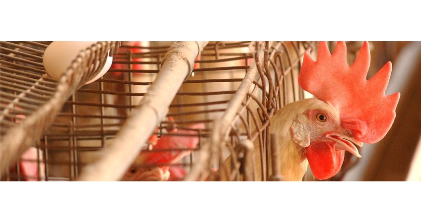 Demand Offsets Feed Prices