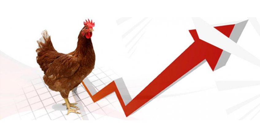 Poultry Prices Rebound