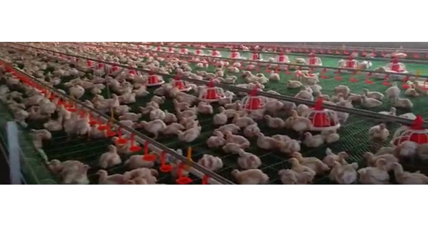 Poultry farming lures Kashmir entrepreneurs