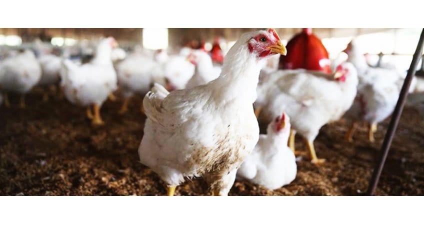 Radha Mohan Singh — Poultry Sector Growth