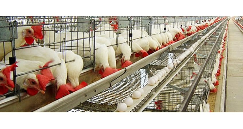 Avoid feeding poultry hot hours