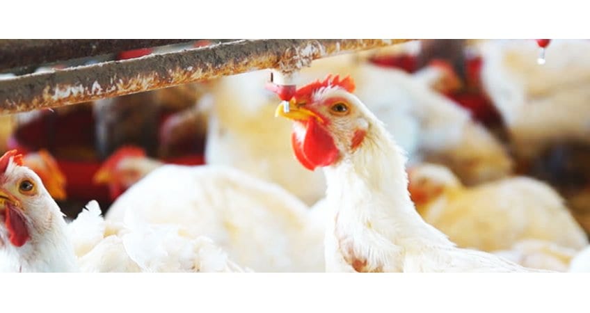 Ensure proper water supply for birds