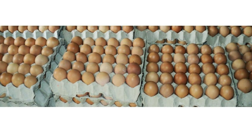 Vijayawada World Egg Day Campaign