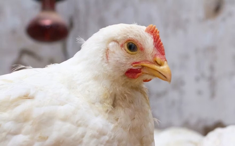 Call for more government support for Ghana's poultry sector