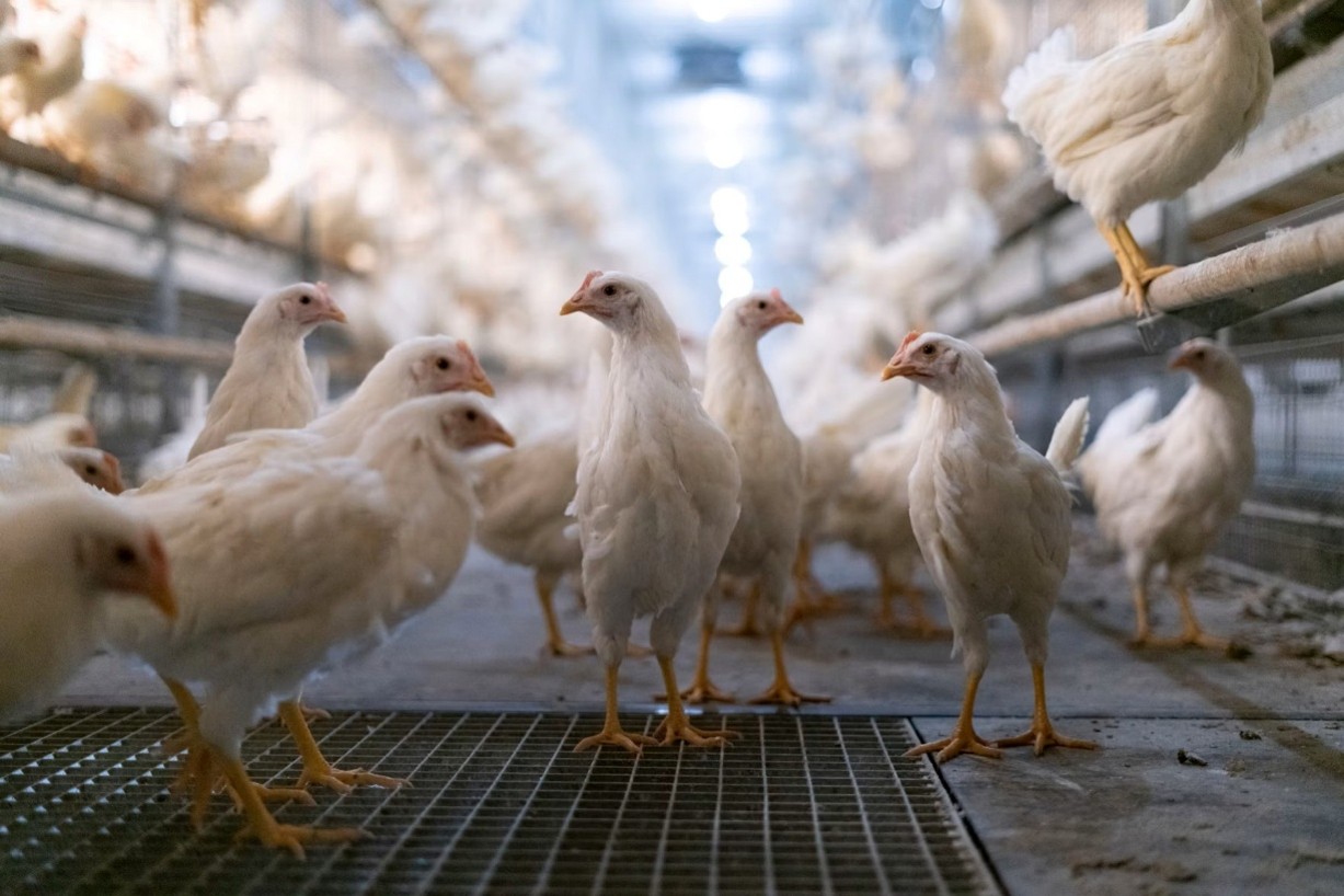 Coryza vaccine formula may drive pullet reaction severity