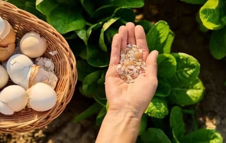 Eggshells are not kitchen waste — how gardeners use them