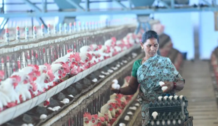 Kerala Budget 2026-27 favouring poultry sector