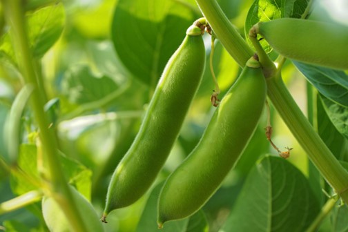 Soya replacement