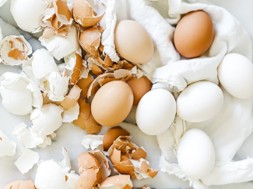 New patents for eggshells to heal cracked bones